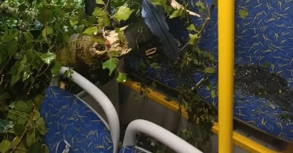 Упавшее дерево на автобусе №4 на улице Клубной в Заволжском районе Ярославля